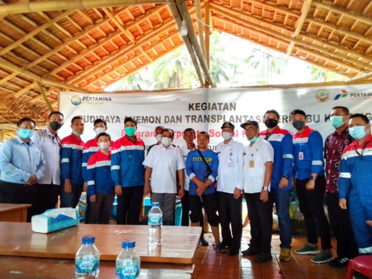 Kegiatan Budidaya Anemone dan Transplantasi Terumbu Karang dari Program CSR PT. Pertamina Patra Niaga Fuel Terminal Tanjung Gerem