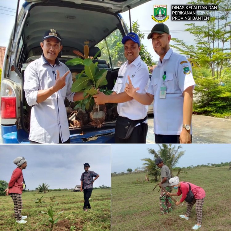 Rehabilitasi Wilayah Pesisir dengan Penanaman Pohon Butun di Banten Selatan