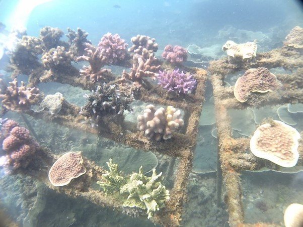 Begini Upaya DKP Banten Menjaga Kelestarian Sumber Daya Ikan